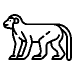 3406431-animal-ape-monkey-primate-wild-wildlife-zoo_107576 (1)