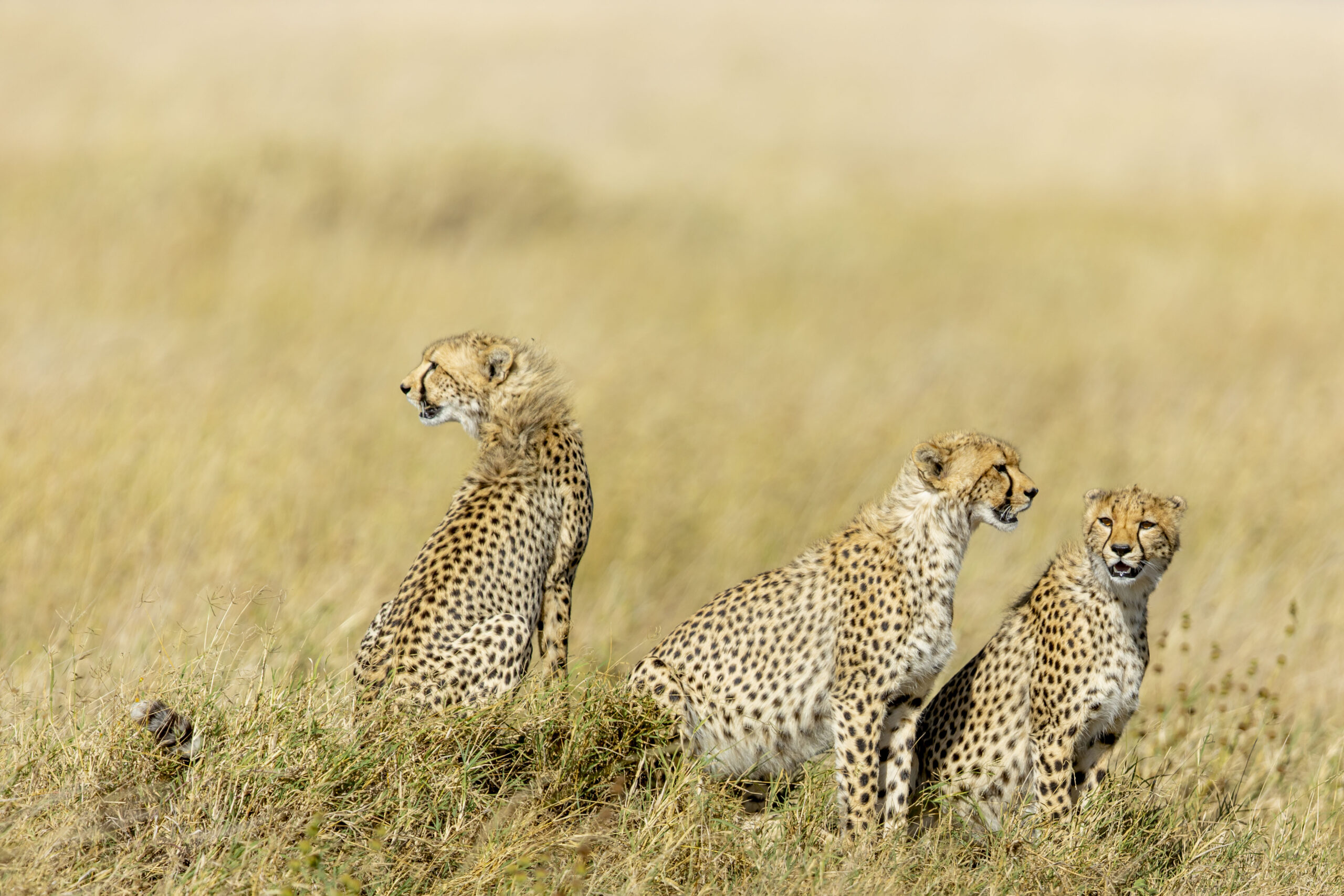 Cheetah image in serengeti national park
