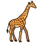 giraffe