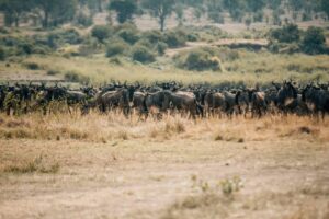 wildebeests standing